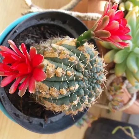 Bed & Breakfast Museum 3*