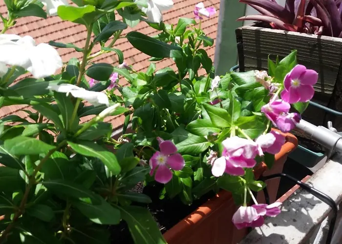 לינה וארוחת בוקר Museum